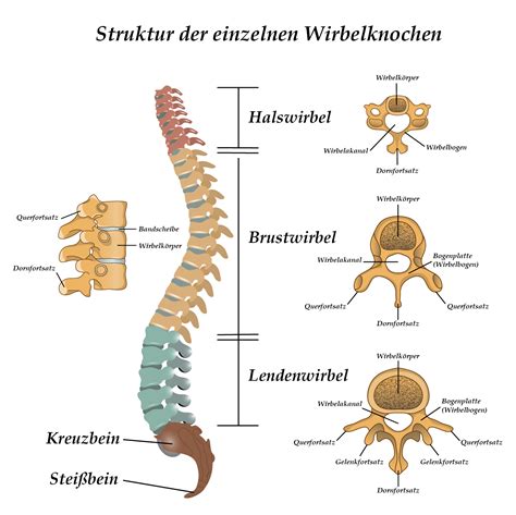 spina dorsale|Wirbelsäule und Rücken: Aufbau und Funktion 